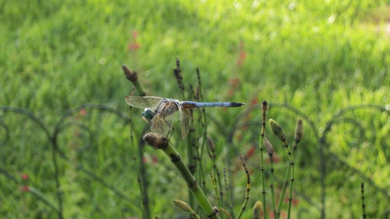 Blue Dragonfly